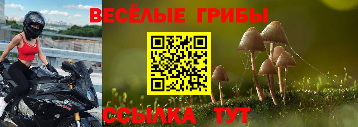 Галлюциногенные грибы Psilocybine cubensis Соль-Илецк